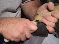 Florida Coral Newnan Part 5 of 5
