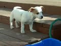 Backyard Invasion