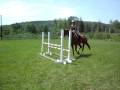 videos de socks 14