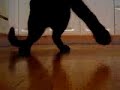 踊るネコ動画