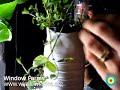Window Farms by Britta Riley (interview with Maya Nayak) / Eyebeam Open Studios Fall 2009 #art #technology #geek #nyc