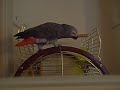 habib de papegaai  (geklets)