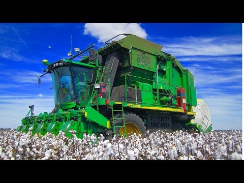 how to harvest cotton