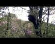 Les animoches  - Parodie de documentaire animalier