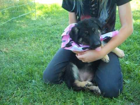 Ewok at 7 weeks of age