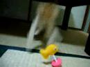 gatinho brincando