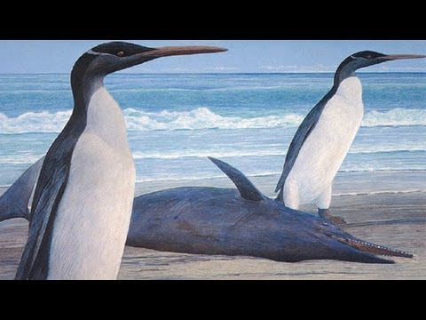 slatester - March of the giant penguins! A 27-million-year-old fossil of the largest penguin ever known has been found in New Zealand. Standing at about 5 feet, the peng...