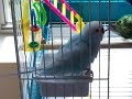 Budgie Bath Time!