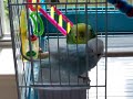 Budgie Bath Time!