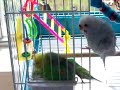 Budgie Bath Time!