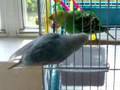 Budgie Bath Time!