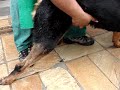 rottweiler neurologia