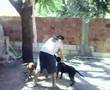 baby bucho
