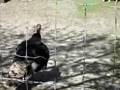 Turkeys @ the calgary zoo