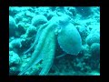 Monitoraggio Subacqueo Isole Tremiti Monitoraggio Subacqueo Isole Tremiti