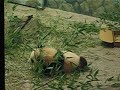 TaiShan (aka Butterstick) TaiShan (aka Butterstick)
