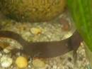 Blues Newts :o)
