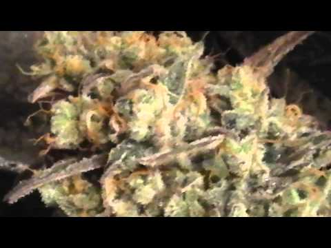 how to harvest northern lights