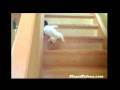videos de Slinky Cat
