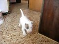 videos de Captain Red Beard of Mystic Land