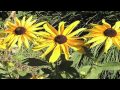 Make Me A Memory - Greg Vail Soprano Sax