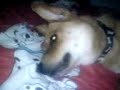 My Dog Bandit