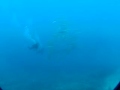 ホソカマスの群れ IN西表島(Enysea)