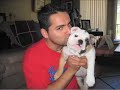 New Puppy - Tara the English Bulldog