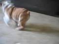 Bulldog Inglés video