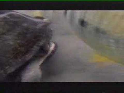 Emperor Cichlid Versus Terrapin