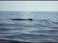 Humback whale -part 2
