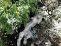 Maggie takes a Roll in the Tansy