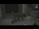 Sydney the Wheaten puppy jogging in slow motion