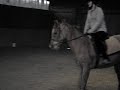 Arab horse