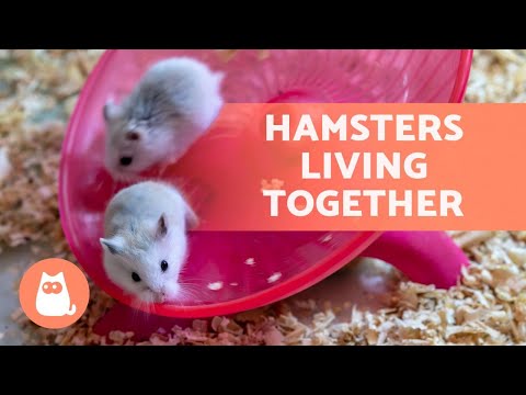 Can you have TWO HAMSTERS in the same CAGE? 🐹🐹