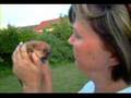 Dog Video Thumb