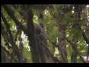 Barred Owl feeding session Barred Owl feeding session