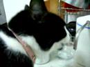 Gatos em Harmonia Gatos em Harmonia