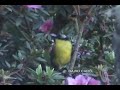 Santa Marta Brush-Finch, Gorrión-montés de Santa Marta (Atlapetes melanocephalus) Endemic