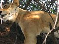 Tree-climbing lions of Lake Manyara Two Tree-climbing lions of Lake Manyara Two