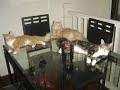 my cats 6