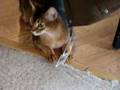 Crazed Abyssinian Cat