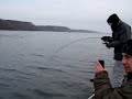 Bay Of Quinte Walleye In December 09 !!! Huge almost 15 lbs!