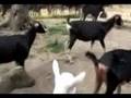 Running of the 4-H Goats!