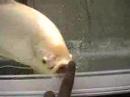 fishy-fishy