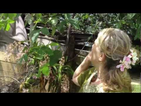 how to harvest orchids