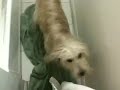 Zingo is clean