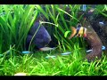Olá pessoal, segue um video atualizado do meu aquario. 