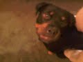 Video-0026.mp4