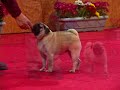Pug Art Deco Scarlet II - KCSP Out 08